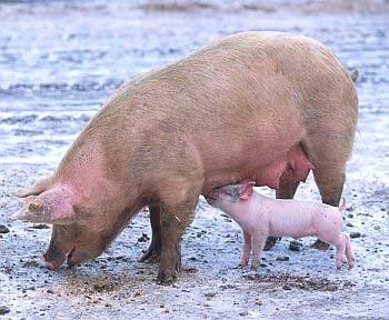 Research: Protein management to lower GHG-emission in pigs