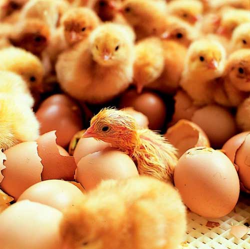 In-ovo feeding can optimize poultry production