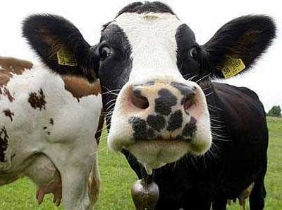 FDA sued over antibiotics in animal feed