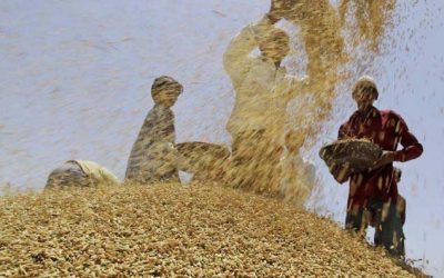 India: maize replaces with wheat in poultry feed
