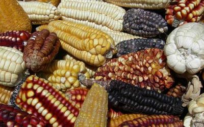 Research: Indentifying the best maize variety for animal feed