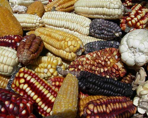Research: Indentifying the best maize variety for animal feed