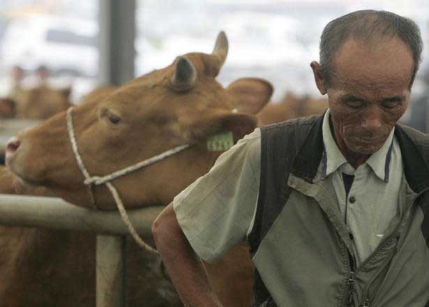 South Korea to ban antibiotics in animal feed