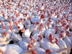 Mycotoxins threaten turkey performance