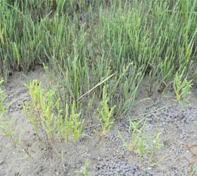 Salt loving plants in India