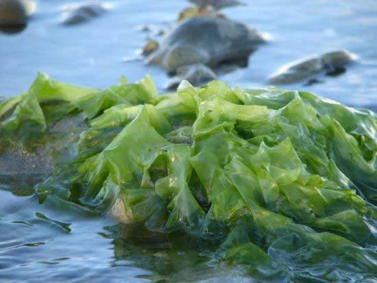 Using seaweed in animal feed could impact the environment
