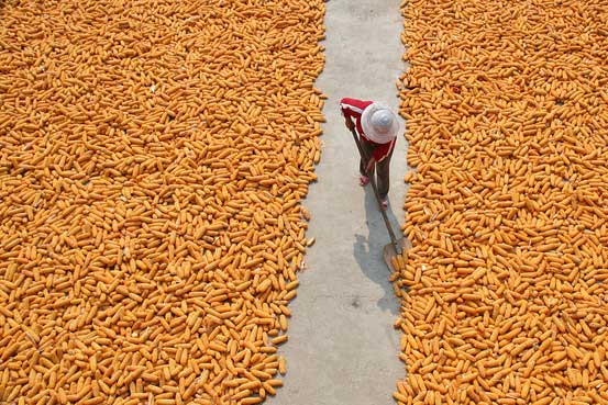 China’s grain reserves free from contamination