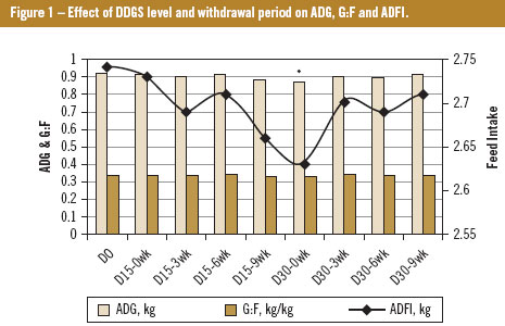 Feeding strategies with DDGS to improve carcass quality