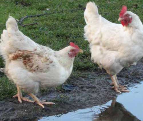 Research into the digestion of organic laying hens