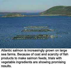 Keeping the omega-3 effect in vegetable fed salmon
