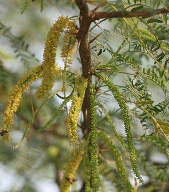 Kenyan farmers turn poisonous weed into animal feed