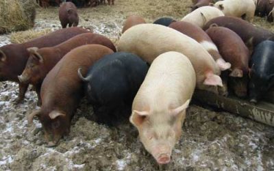 European Parliament backs return of animal feed protein