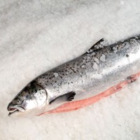 Salmon farms again use toxic pesticide