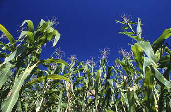 Hungary destroys all GMO maize fields