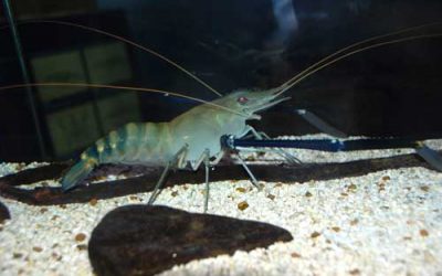 Banned antibiotic is naturally present in prawns