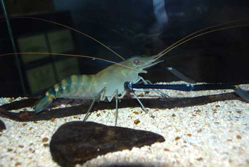 Banned antibiotic is naturally present in prawns