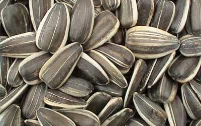 Sunflower seed in demand in Argentina