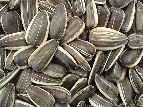 Sunflower seed in demand in Argentina