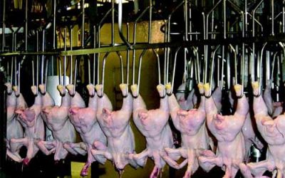 Feed additive marks poultry meat contamination