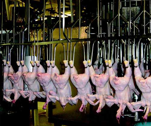 Feed additive marks poultry meat contamination