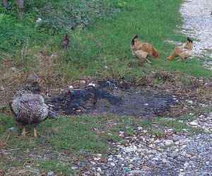 Ukrainian poultry poisoned by toxic feed