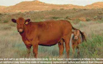 Improving beef production efficiency and meat quality