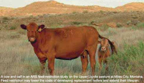 Improving beef production efficiency and meat quality