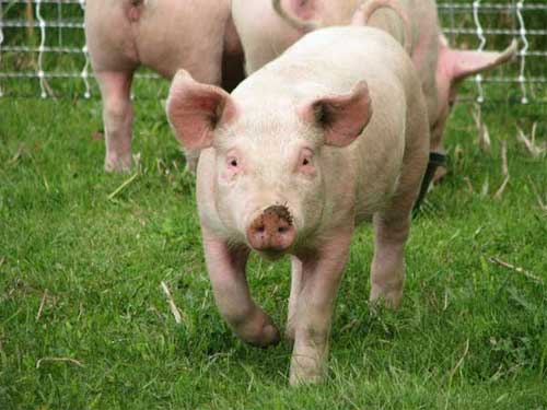 Philippine pig profits increase with probiotics