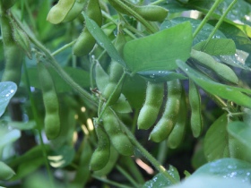 Swedish soybeans have high ozone tolerance
