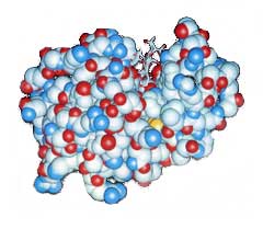 Global enzyme market to reach $3.74 billion by 2015