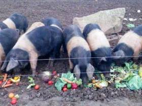 Swill fed pigs not allowed for processing in Beijing abattoirs