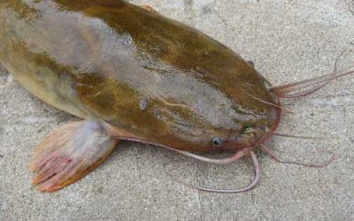 Research: Yeast in catfish feeds