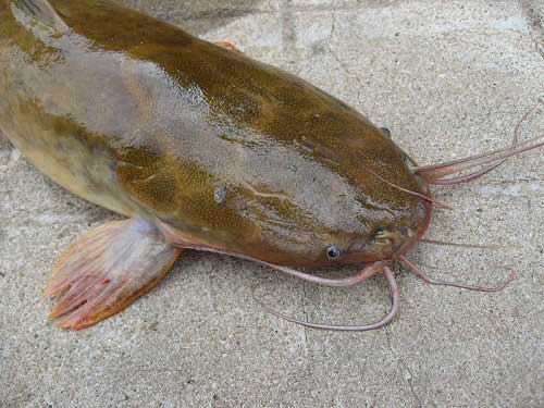 Research: Yeast in catfish feeds