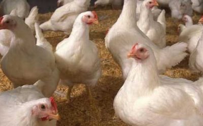 Research: Phytogenic feed additive in broilers