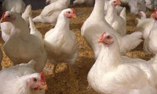 Research: Phytogenic feed additive in broilers
