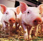 Improving feed intake in weaned piglets