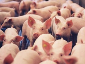 Feeding piglets intestines for better health