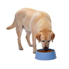 Research: maize gluten feed in dogs