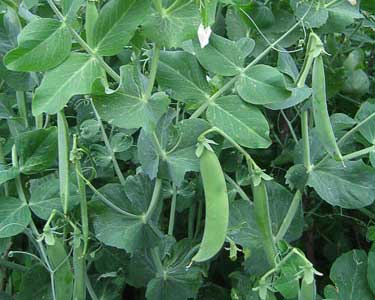 Research: Field peas in pigs