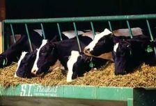 Natural plant extracts can reduce dairy farm odours and feed costs