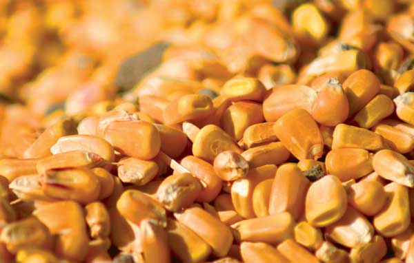 China: record high corn crop expected