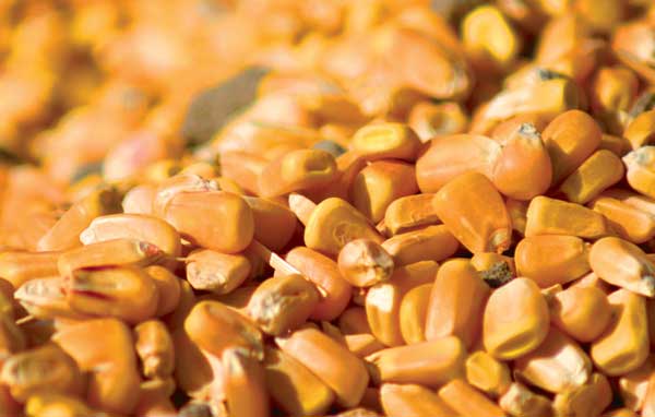 China: record high corn crop expected