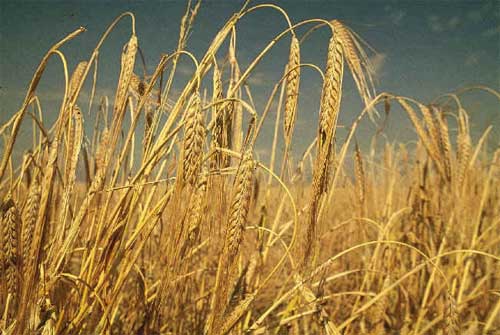 Research: detoxifying mycotoxin in animal feed