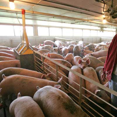 US pork producers use six times more antibiotics than Danish counterparts