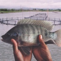 Freshwater fish profit from DDGS