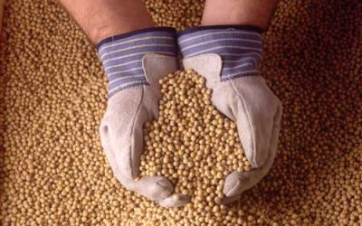 Breeding soybeans to improve animal nutrition and feed costs