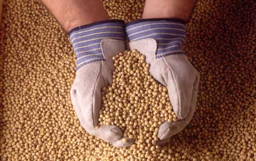 Breeding soybeans to improve animal nutrition and feed costs