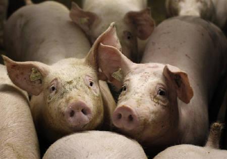 Chinese pork safer after toxic feed additive crackdown
