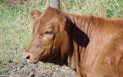 Research: breeding heifers can eat less thus reducing costs