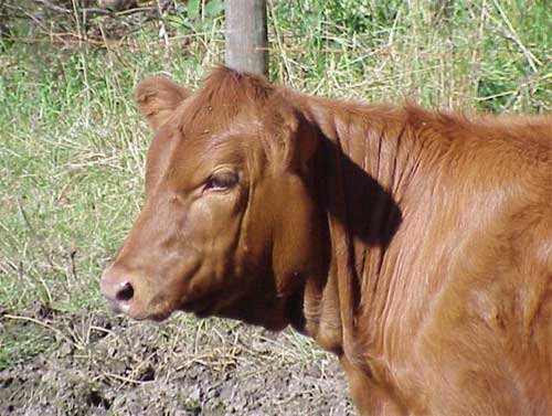 Research: breeding heifers can eat less thus reducing costs